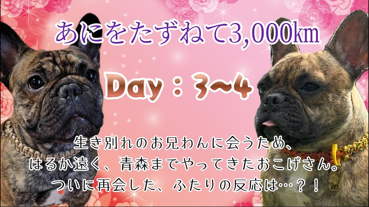 あにをたずねて 3000㎞（思い出した…？）