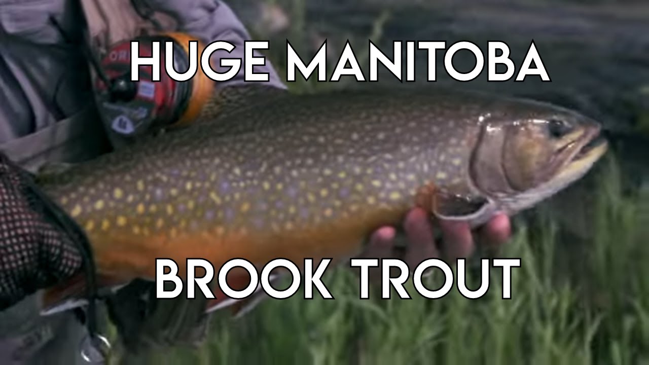 Manitoba Brook Trout | Gods Lake Lodge