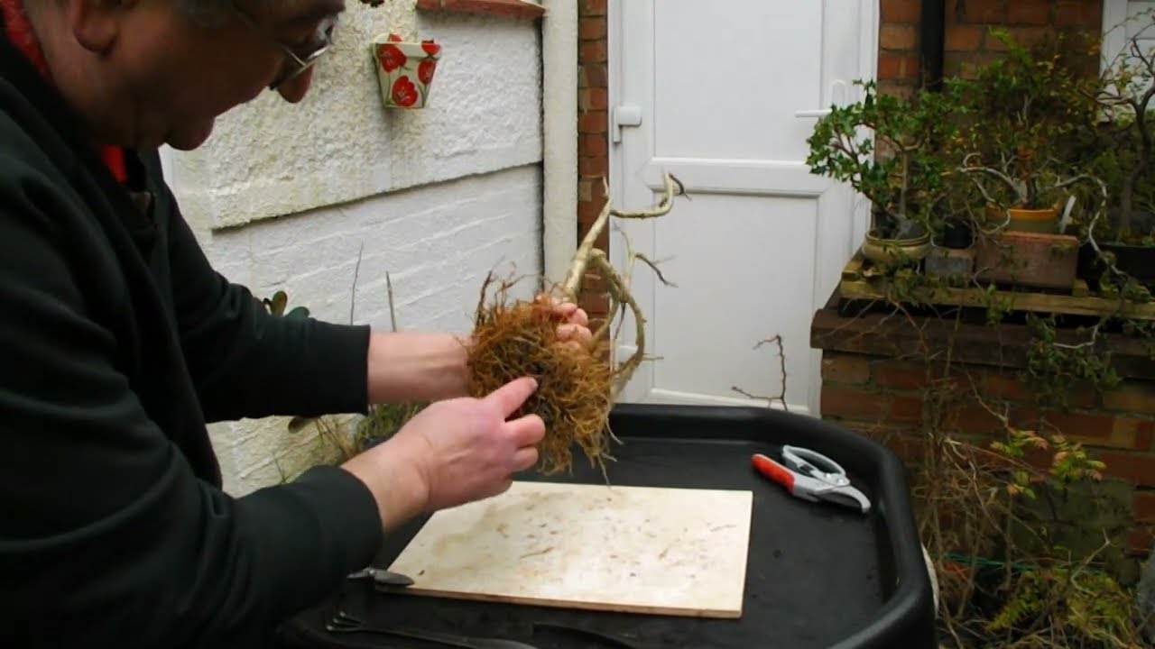106. Mountain Ash pruning & a mystery tree repot.