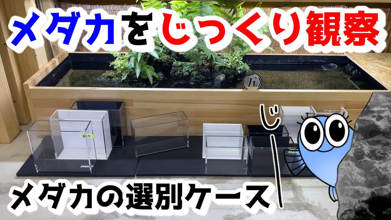 メダカをじっくり観察するためのメダカの選別・撮影ケース【媛めだか/五藤めだか】