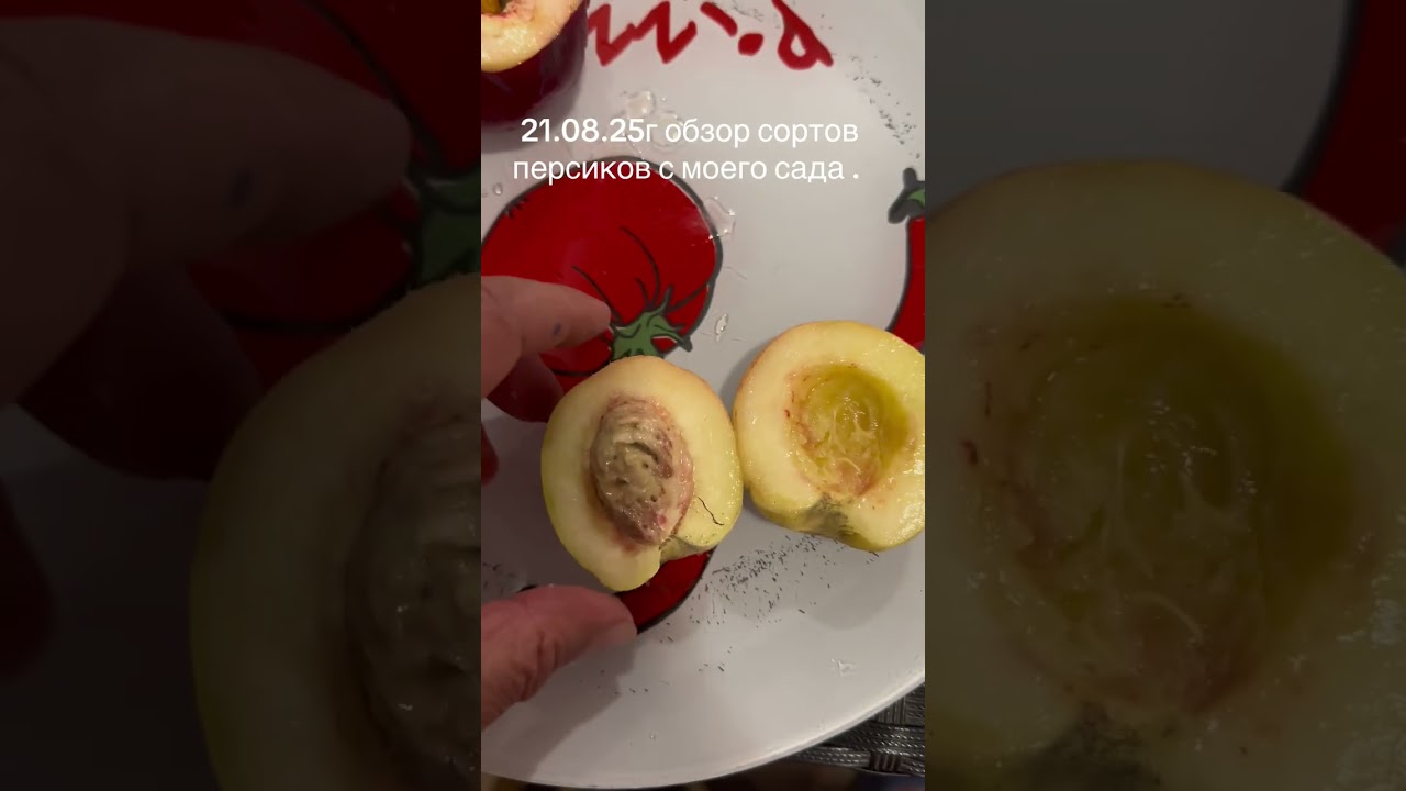  Испанские и другие сорта персиков из серии extreme sweet.