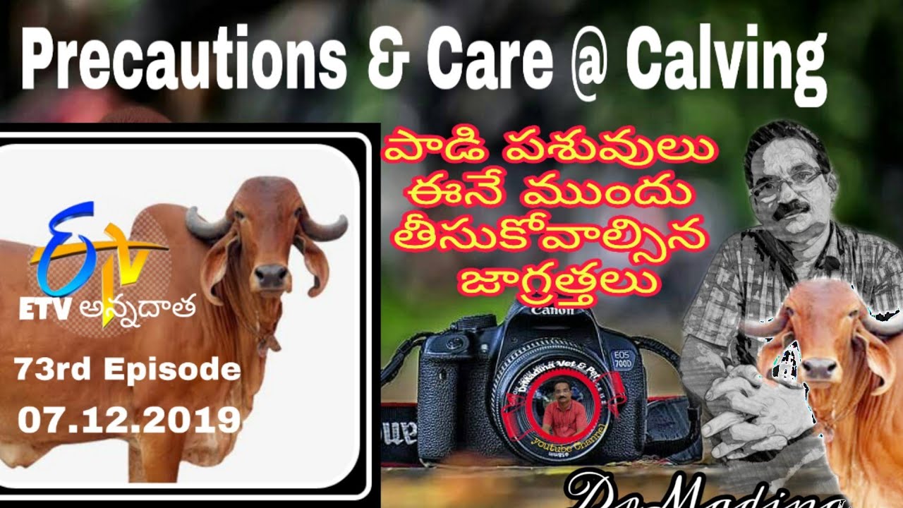 Care and Management of Pregnant Cows