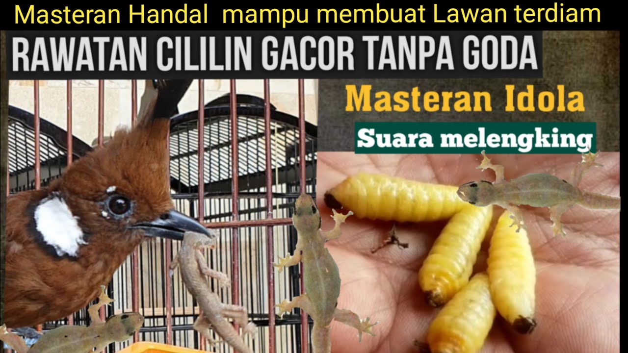 Rawatan Cililin agar GACOORR