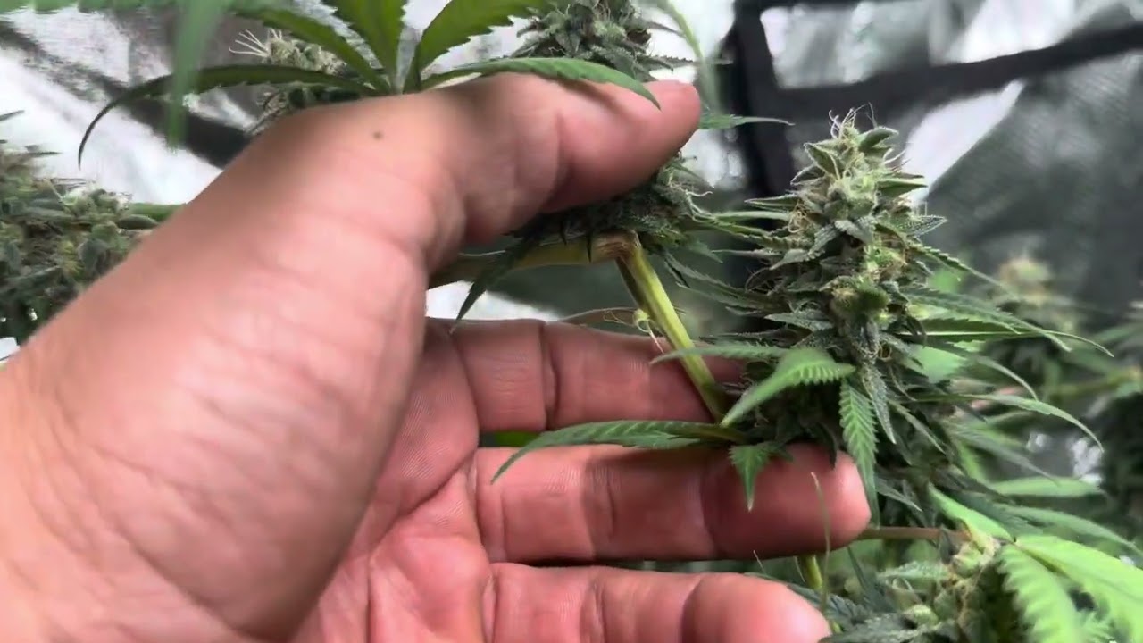 Super Cropped Branch Flower (ArizonaNewGrowersClub)