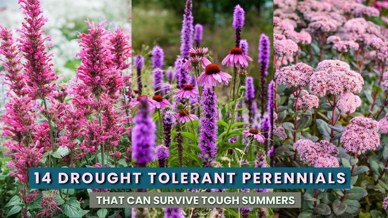 14 Drought Tolerant Perennials That Can Survive Tough Summers