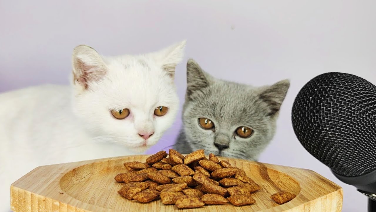 White Cat eating Crunchy Dry Food ASMR