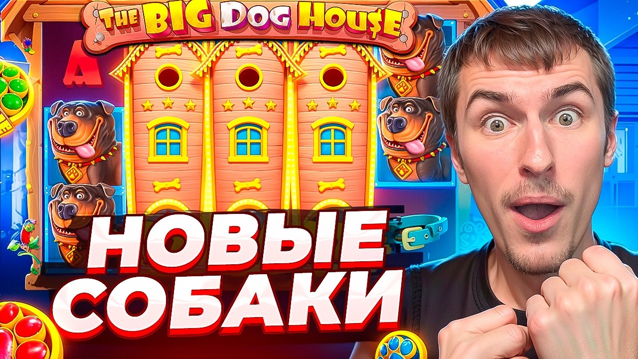 MEGA WIN IN THE NEW THE BIG DOG HOUSE / NEW DOGS ARE SURPRISING! ( WINS OF THE WEEK )