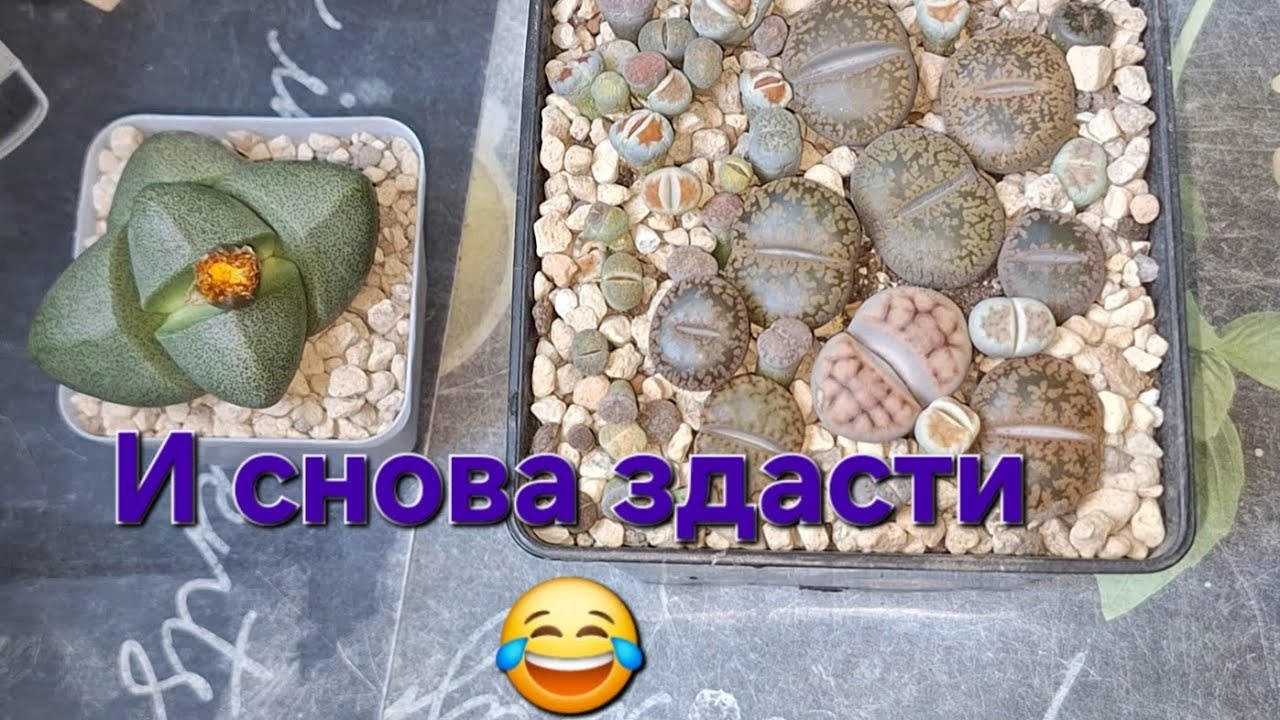 Литопсы, литопсы, литопсы и плеоспилос😂 Как можно наступать на одни и те же грабли постоянно😂