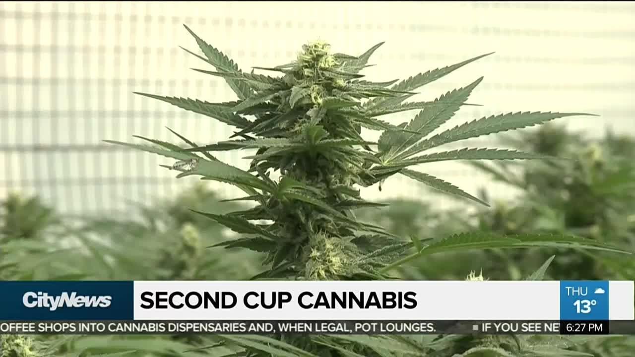 Coffee and cannabis? Second Cup eyes pot business