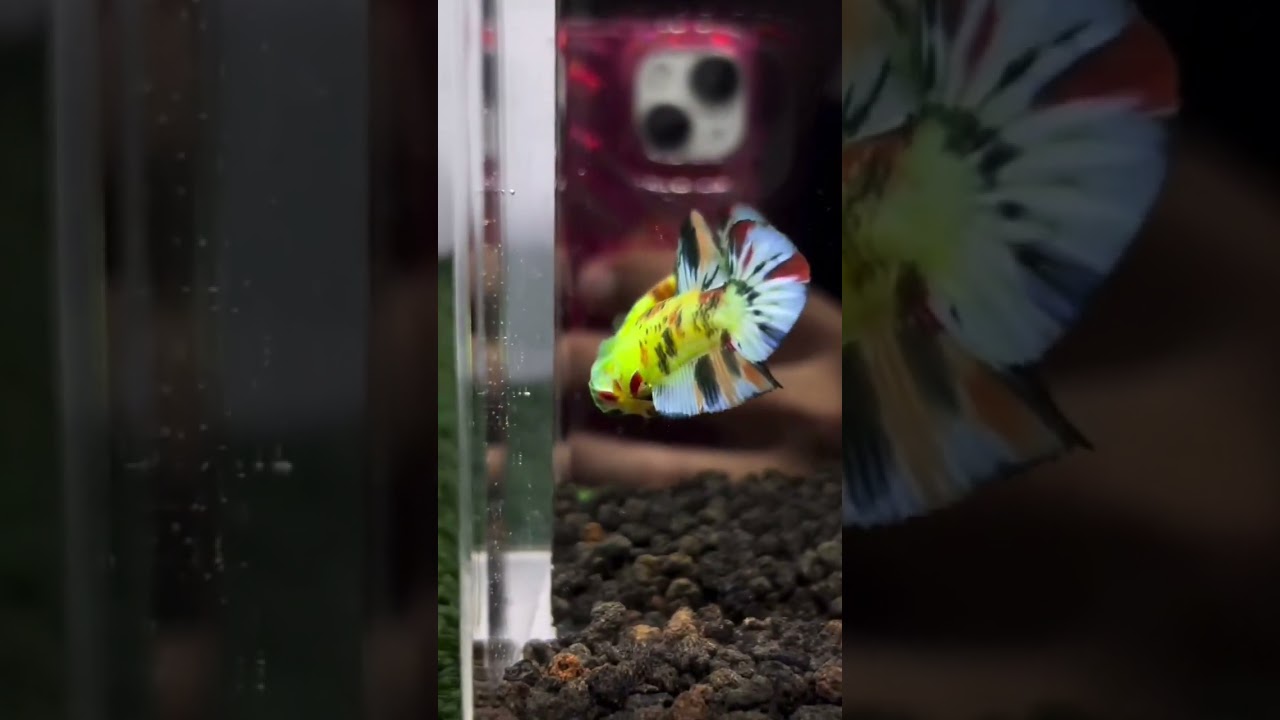 # fighter fish 