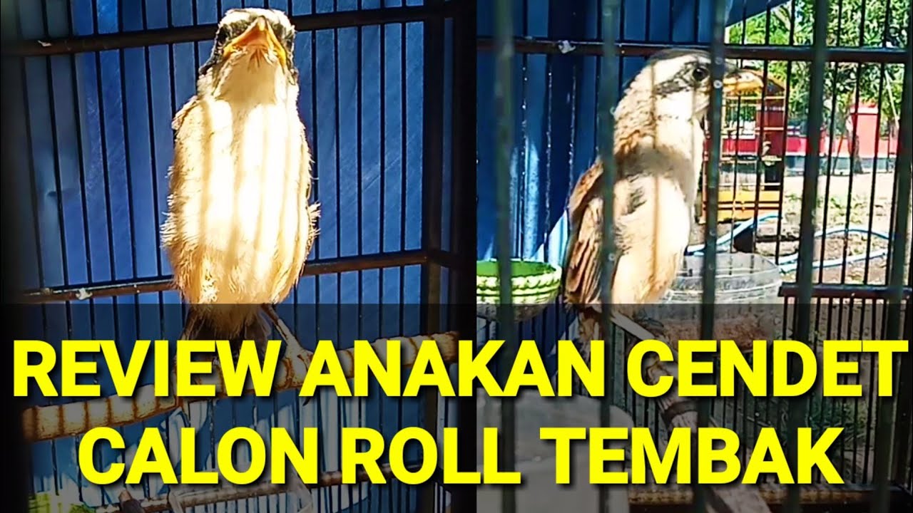 ANAKAN CENDET CALON ROLL TEMBAK || REVIEW