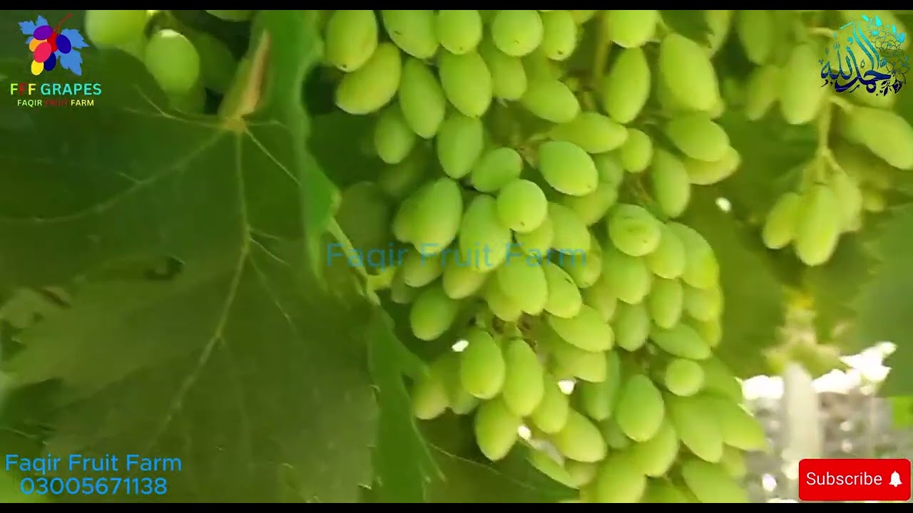 🍇 Sentinel Seedless Grapes | Grapes farming in Pakistan | Faqir Fruit Farm Pakistan