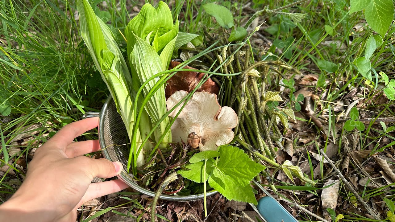 庭に生えてくる山菜と雑草を美味しく頂く