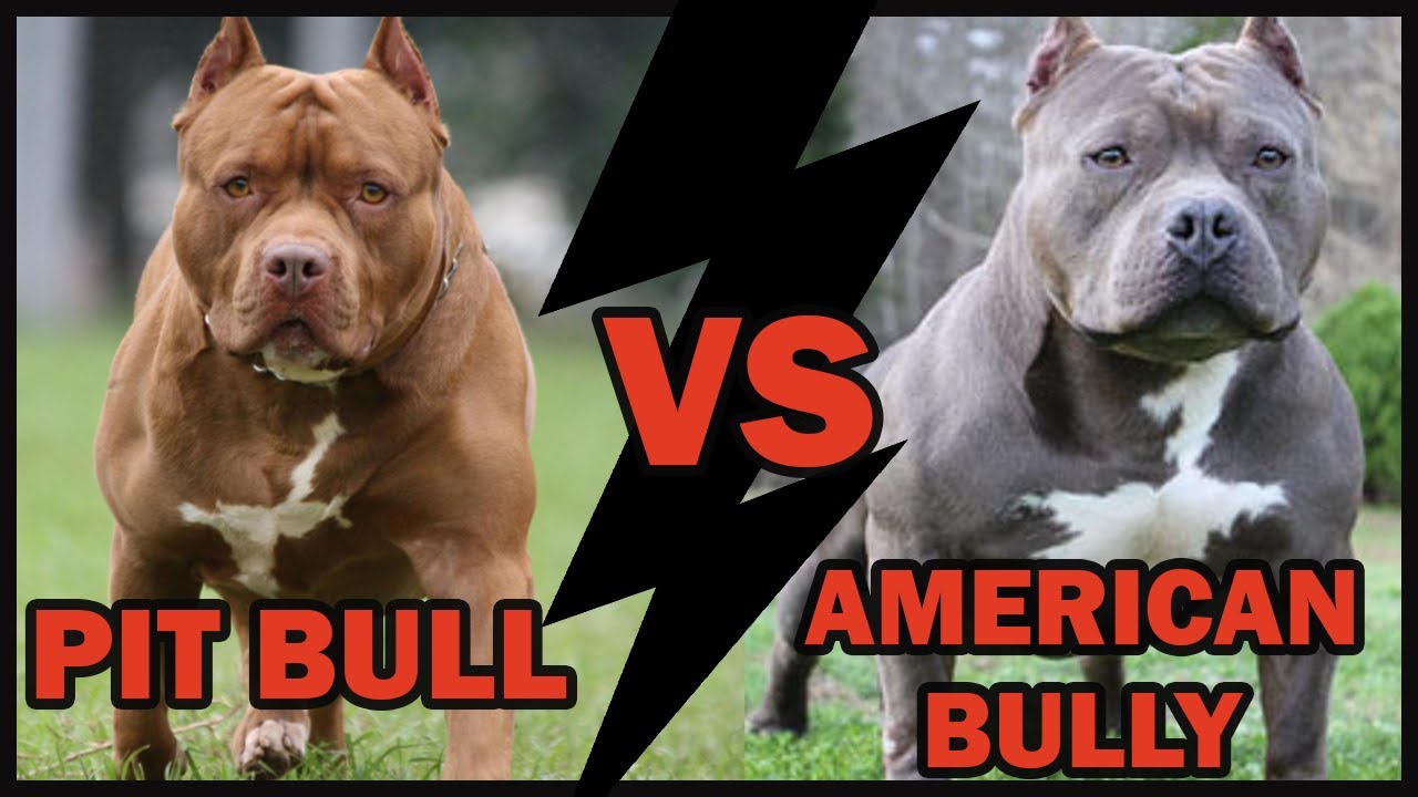 POR ISSO que o AMERICAN BULLY é diferente do PIT BULL...