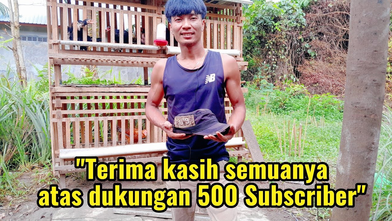 Kunci keberhasilan adalah adanya dukungan #500subs #chicken #ternakayam