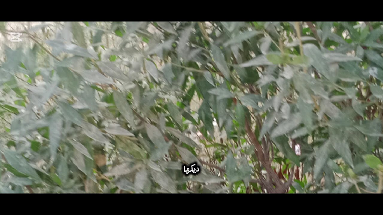 Shab e Barat Ki Raat 2026 | Peer Ajmal Raza Qadri Emotional Bayan | Umar_Skt 