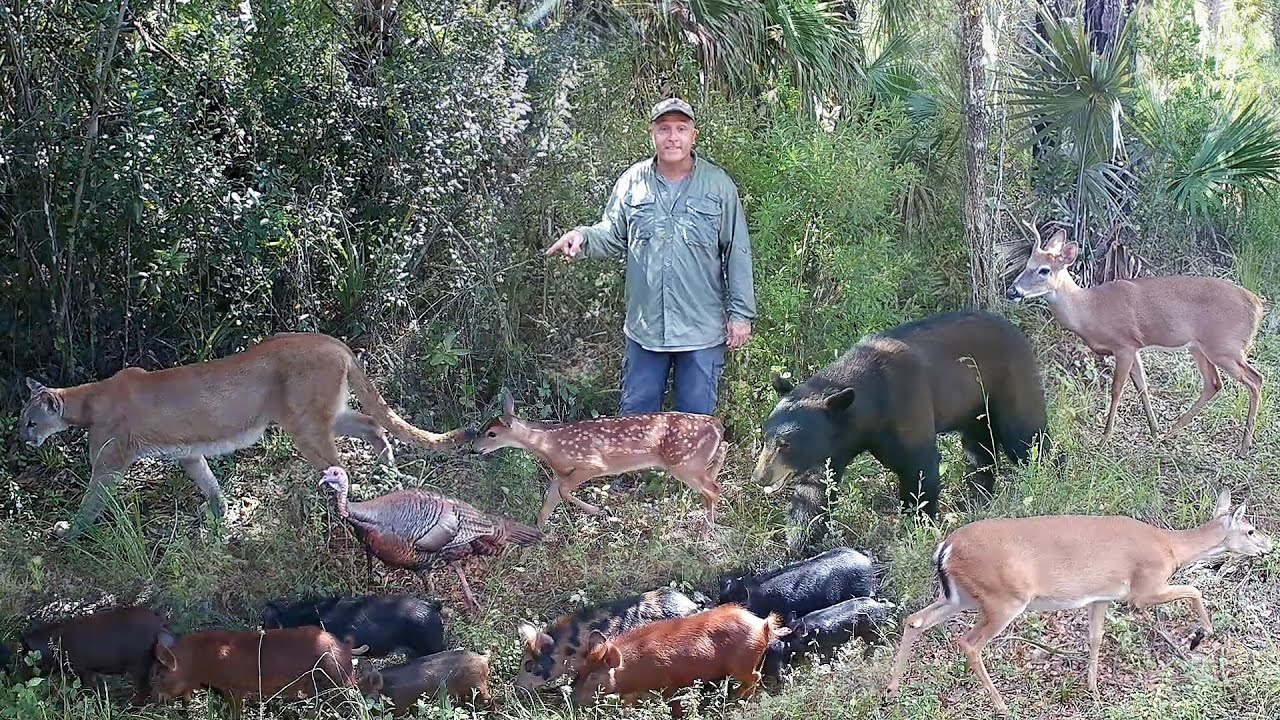 Tim Harrell - Swamp Trail Camera Pickup