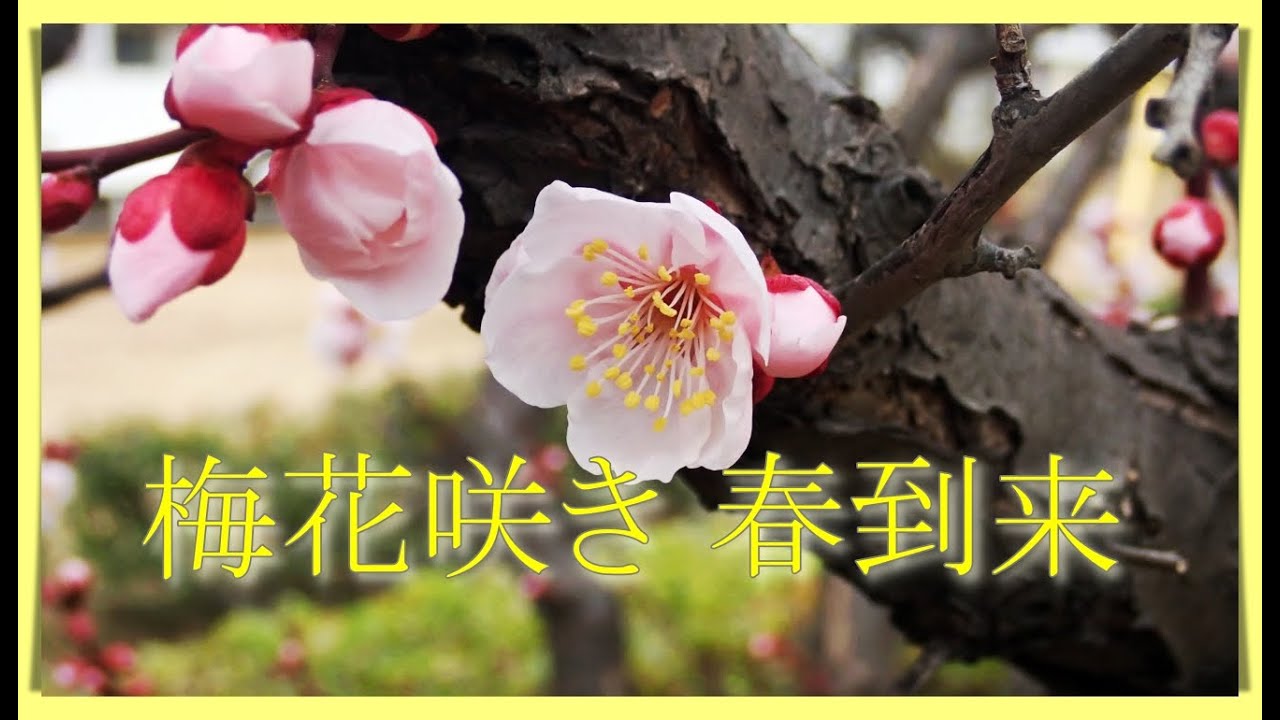 梅花咲き  春到来