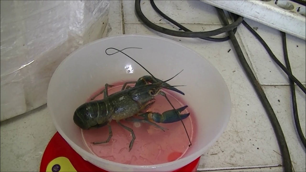 АВСТРАЛИЙСКИ РАЦИ , Red Claw Crayfish,  Cherax quadricarinatus