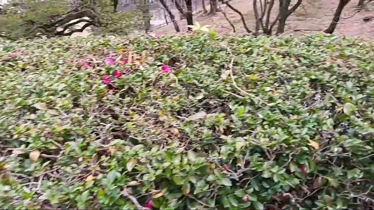 Winter in Kurume, Japan