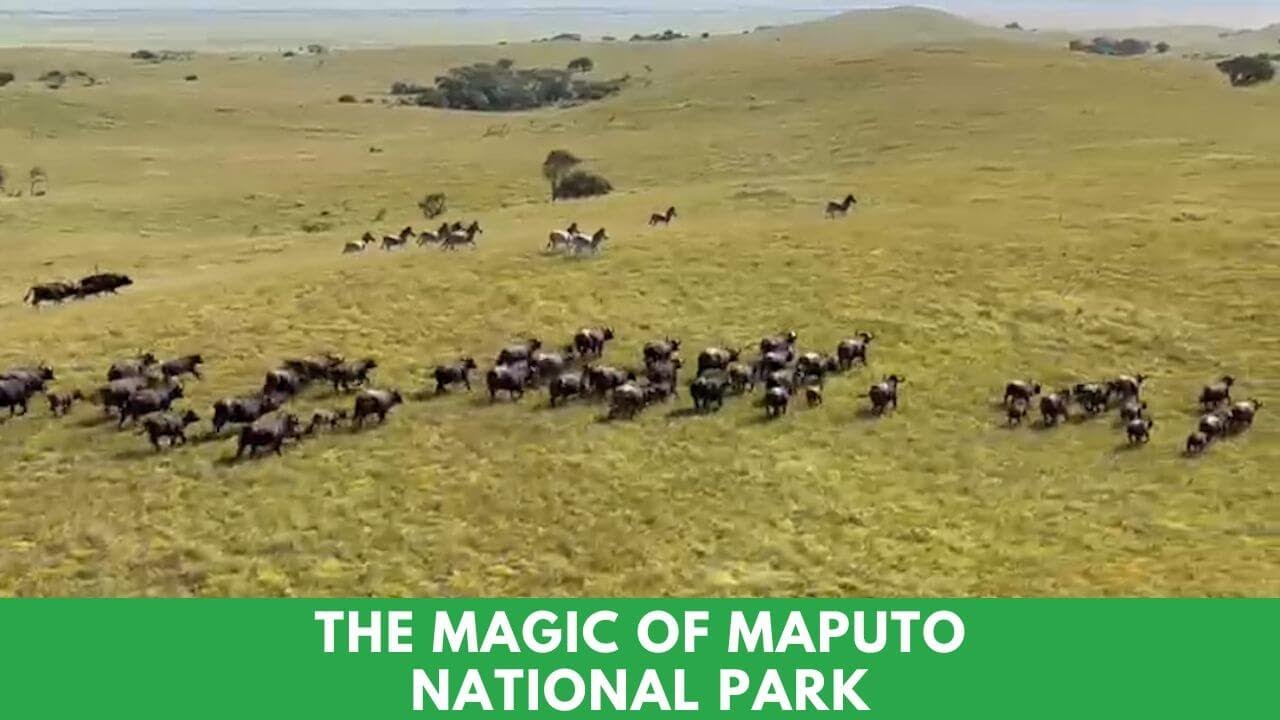 The Magic Of Maputo National Park