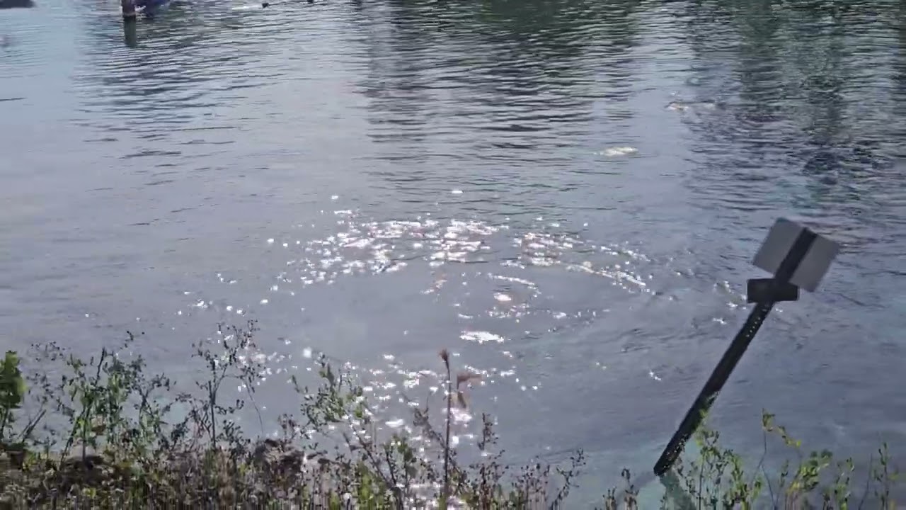 Manatees at crystal river #manatee #crystalriver #shorts #love 