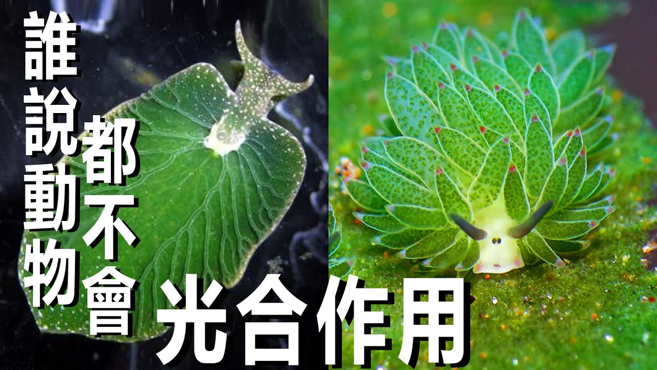 搶葉綠體來光合作用~葉羊海蛞蝓, 綠葉海天牛