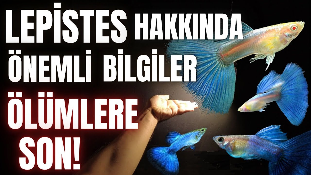 LEPİSTES HAKKINDA BUNLARI BİLİRSEN RAHAT EDERSİN #lepistes #akvaryum-  NTS Yeni tank sendromu