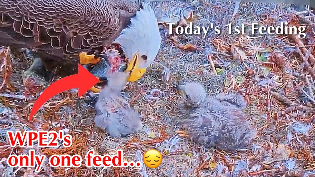 #80🦅🐥17°🐥12°／Winter Park Eagle Nest 2026／Against All Odds:One-Eyed Mom／by Winter Park Eagle Cam
