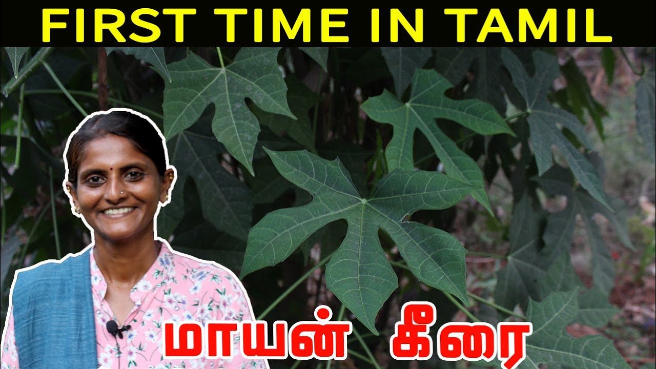 உயர் புரத மூலிகையான மாயன் கீரை | Mexican Spinach Recipes | Mayan Tree Spinach | திருப்பூர் பிரியா