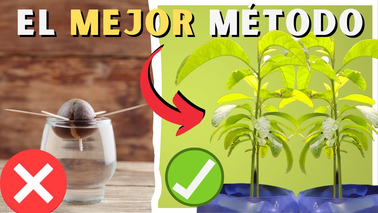 Como SEMBRAR AGUACATE o PALTA 🥑 4 M&eacute;todos