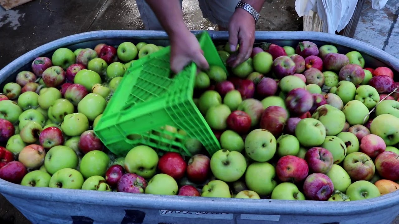 True Homesteading: Fruit harvest and apple cider! 20 Ton Apple Press in Action