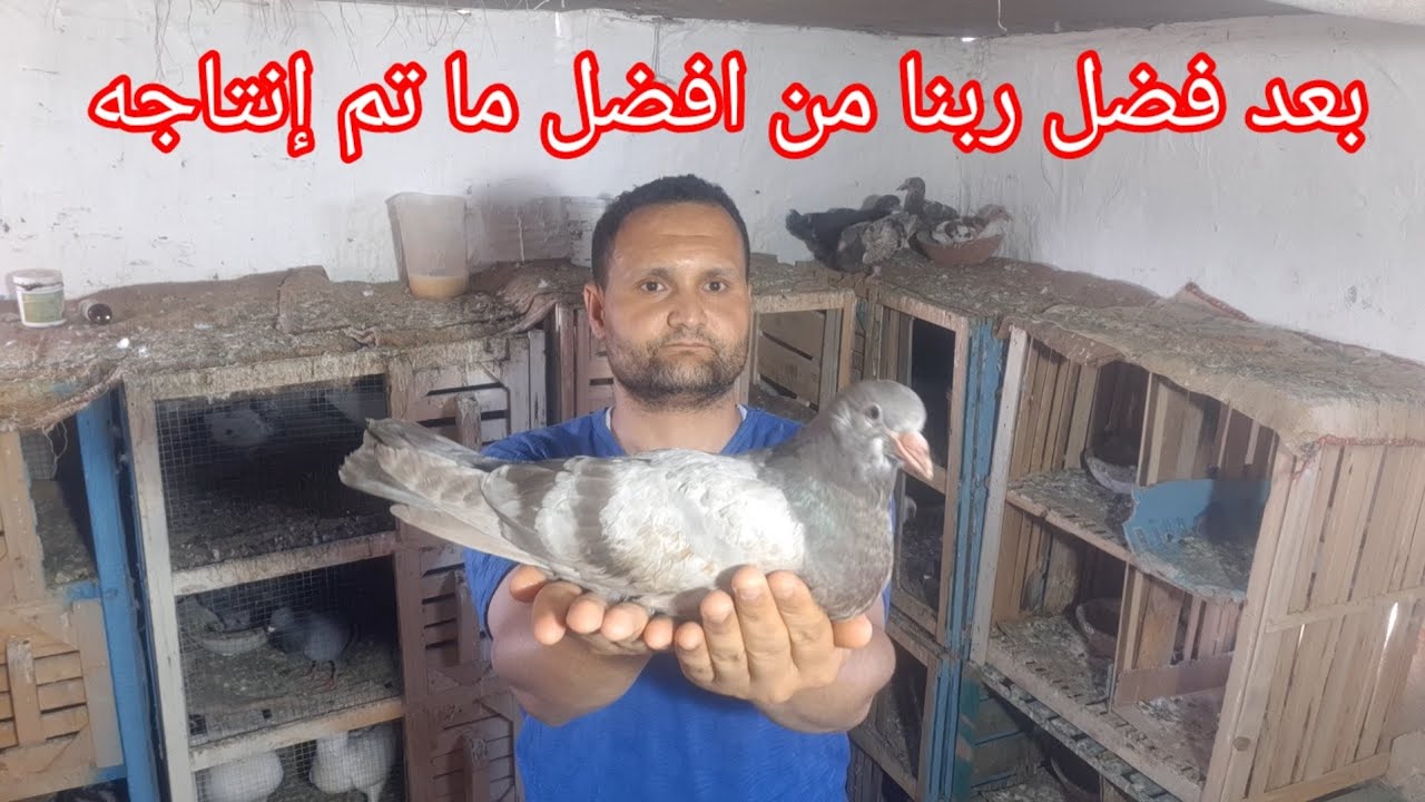 هتاخد من حمامك كل شهر جوز زغاليل وهاتكسب حتي لو مربي حمام بلدي فلاحي ومتشلش هم ارتفاع الأسعار