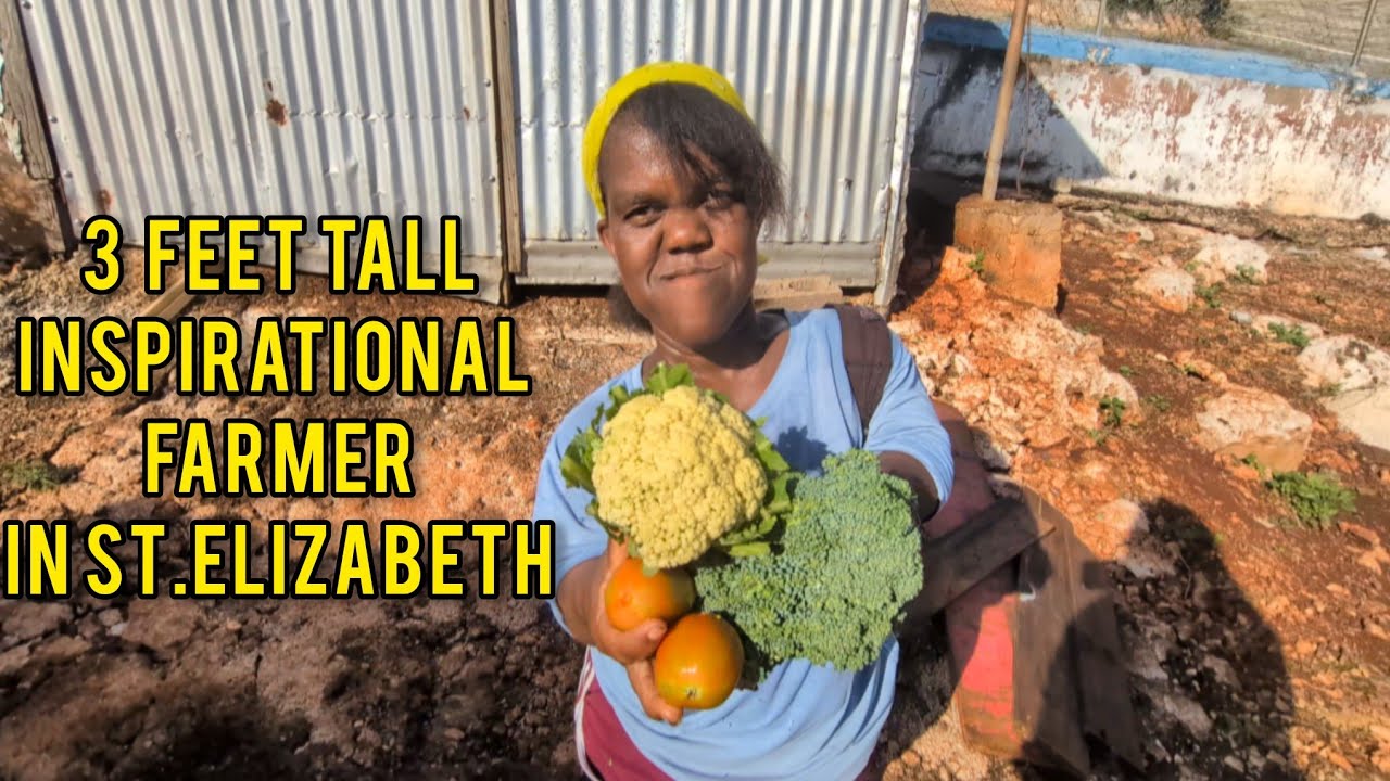 “She Farms Against All Odds/ The Inspiring Story of Conseta in Rural Jamaica” THREE FEET TALL FARMER