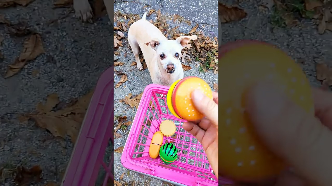 My Dog Goes Grocery Shopping! 🛒😂 #FunnyDog #DogShorts