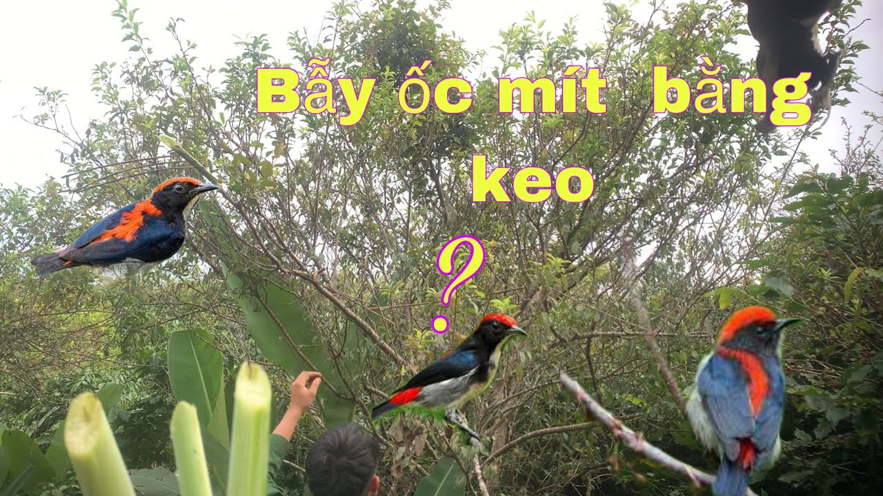 Bẫy Chim Ốc  Mít Bằng Keo  Và   Cái  Kết Cực Chất Dính Chim Sâu Cực Gắt  | Duy Tôm Tv