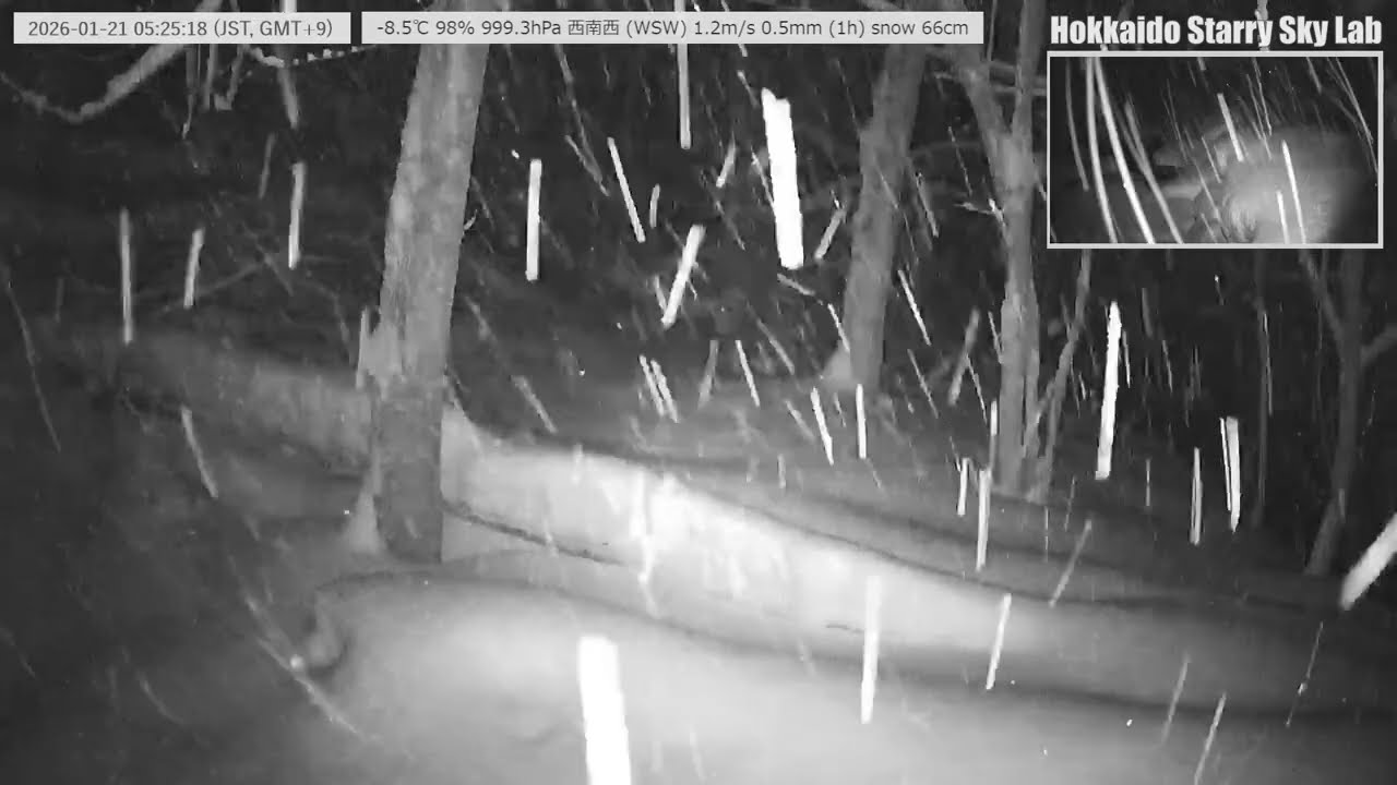 【Live 24/7】🐦北海道の沢と野鳥の声｜癒しの自然音ライブ｜Stream & Birds Sound