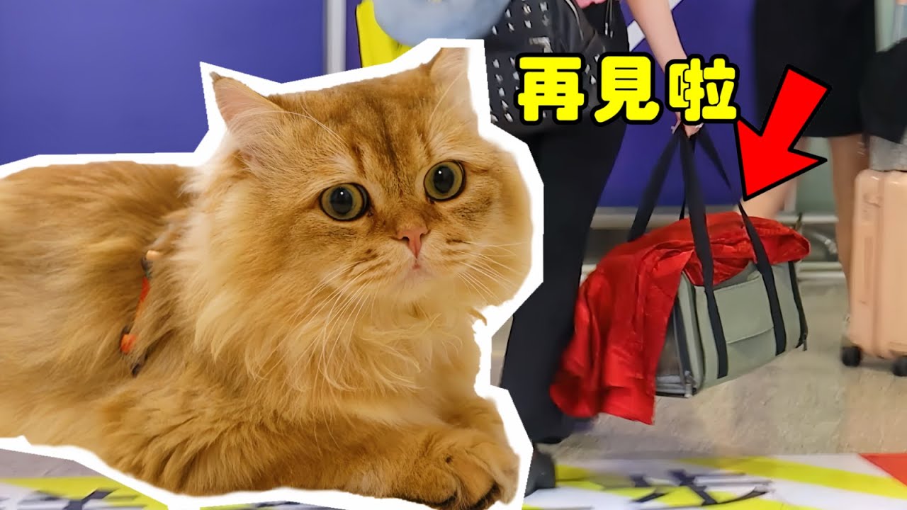 把養了半年的流浪貓送去加拿大，分別時終於忍不住落淚｜李喜猫