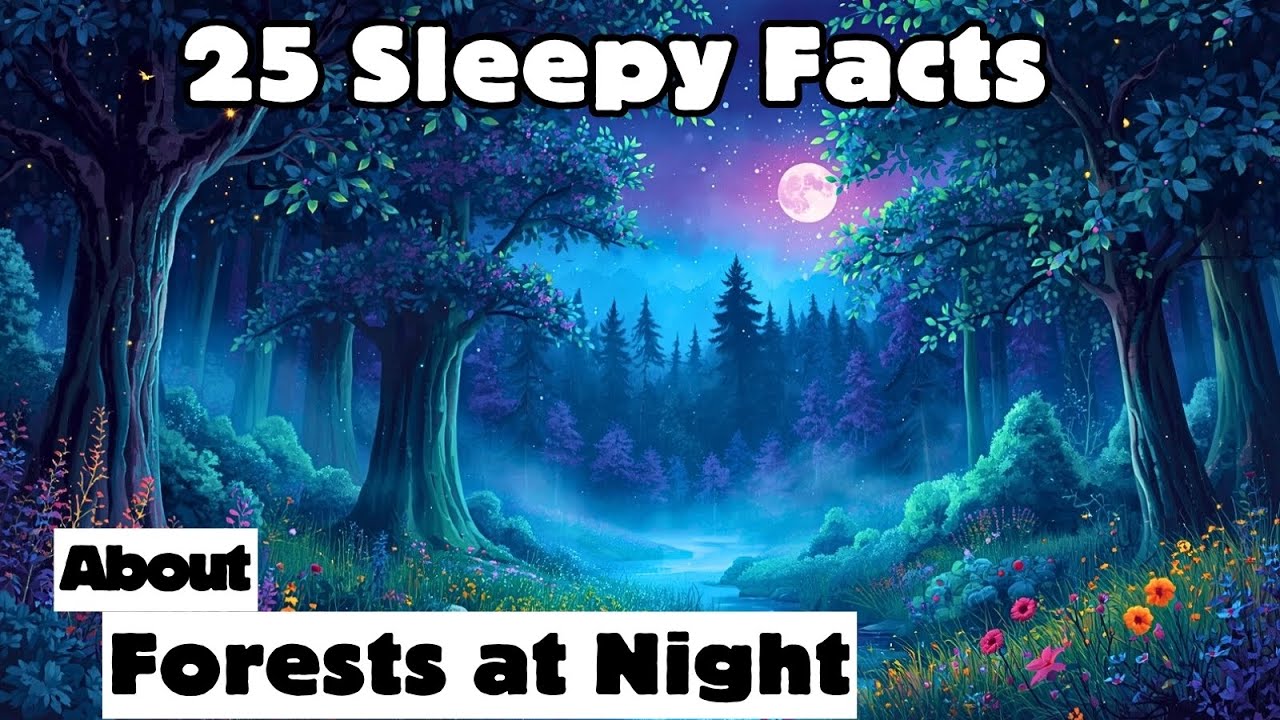25 Sleepy Facts About Forests at Night — Relaxing Bedtime Nature Video