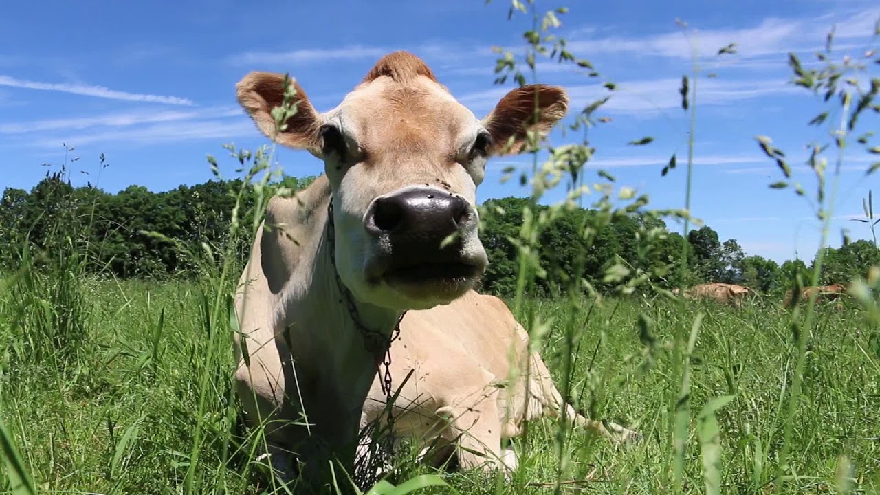 Summertime Cows at Butterworks