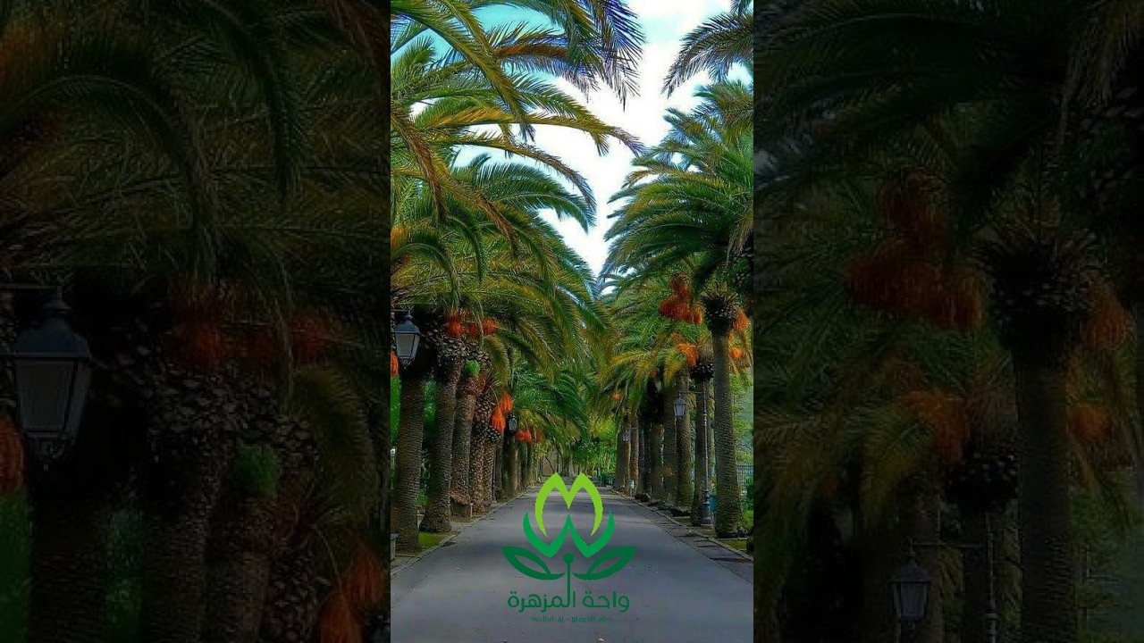 واحة المزهرة الخضراء بالقصيم