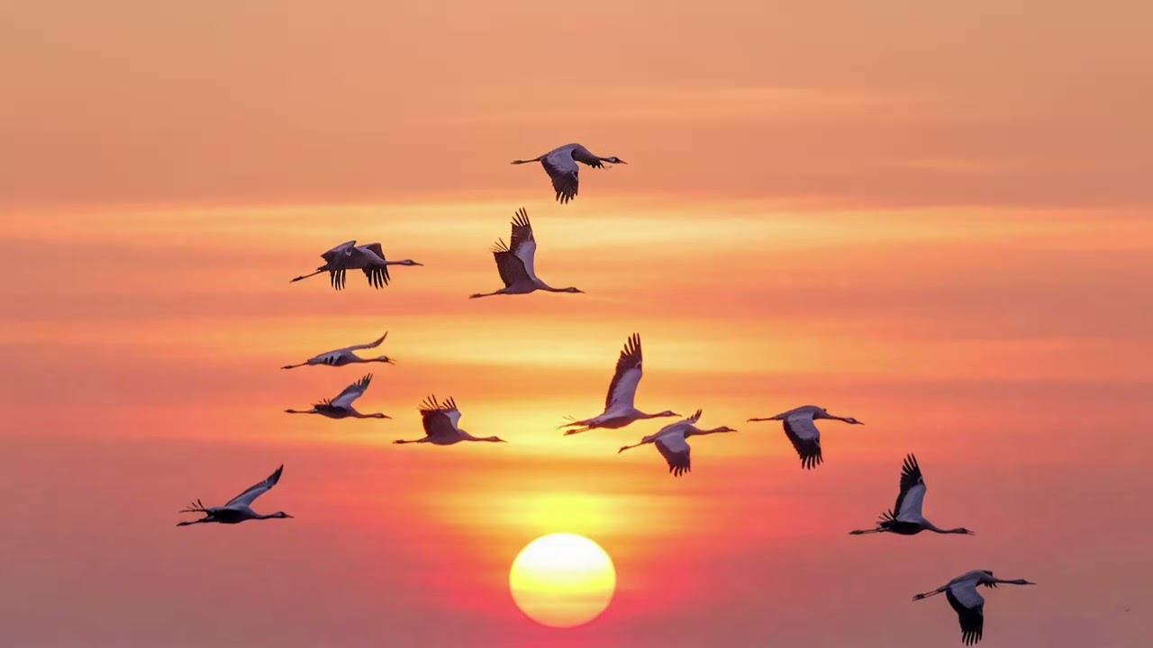 SEVEREK AYRILDIK BİZ