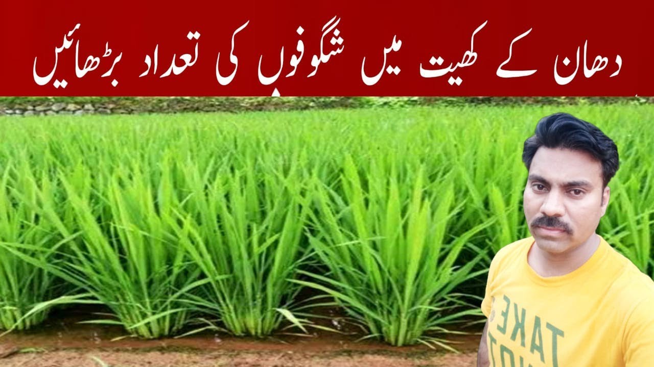 How to enhance the number of tillers in paddy field | Urea fertilizer application in rice field