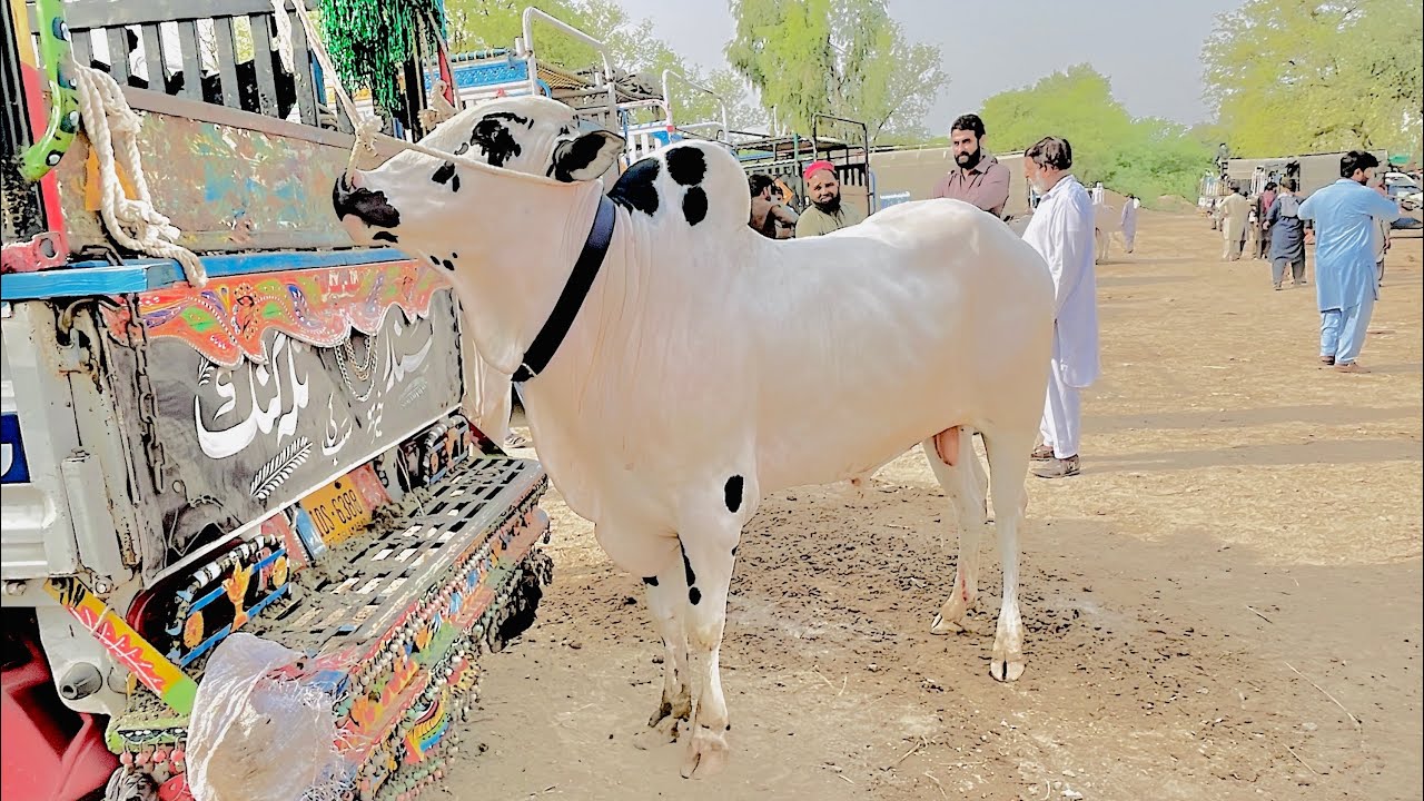 Domail mandi 2025 latest update ll part 5 ll gondal mandi ll jamil tv ll