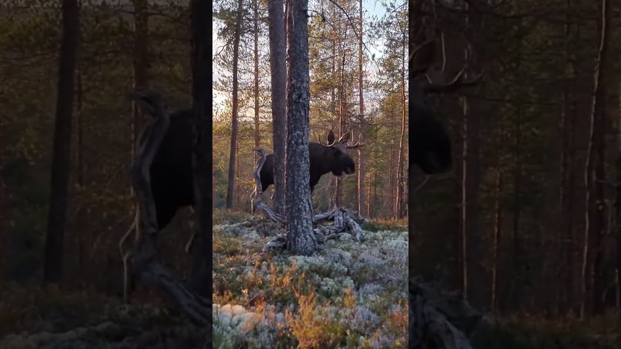 Majestic Moose #scenery #norway #elg #moose