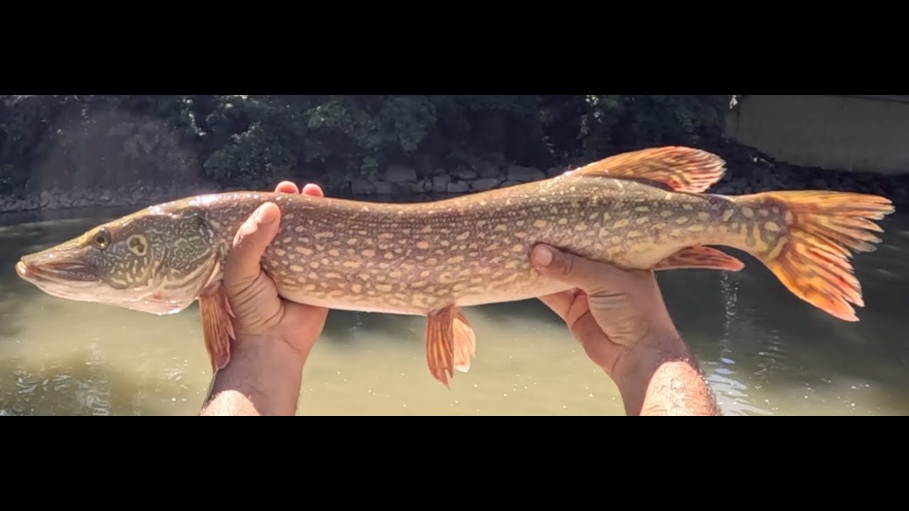 Good evening on the river, caught a excellent pike & several other fish including two 16