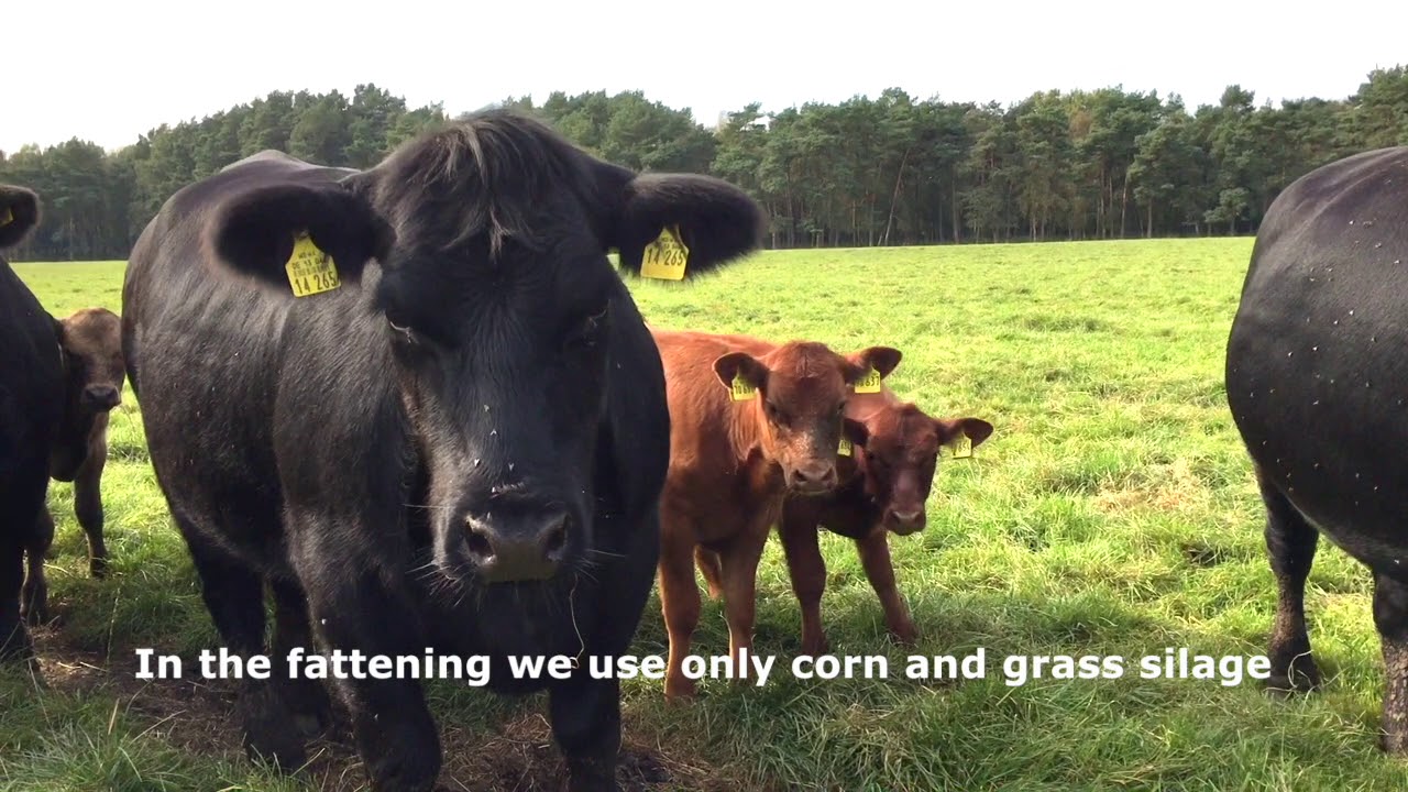 Deutsch Angus von der Tessner-Farm