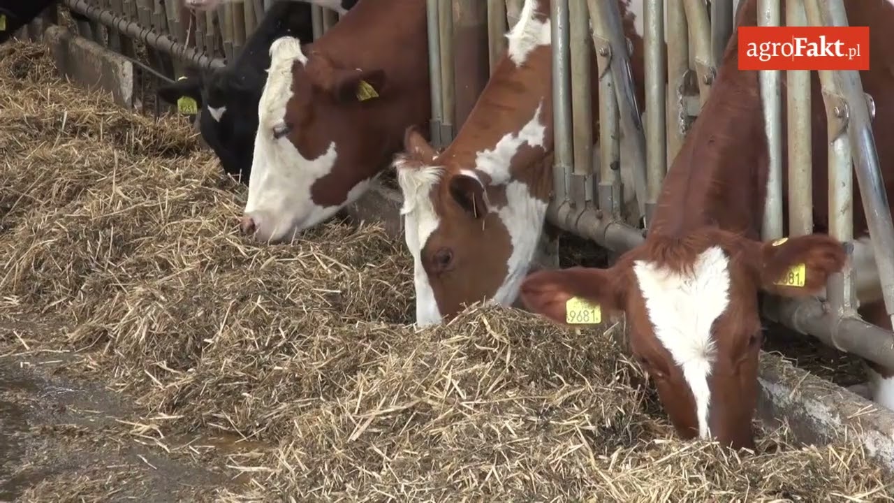 Co zrobić, aby hodowla bydła mlecznego się opłacała? &ndash; 21 stycznia 2019