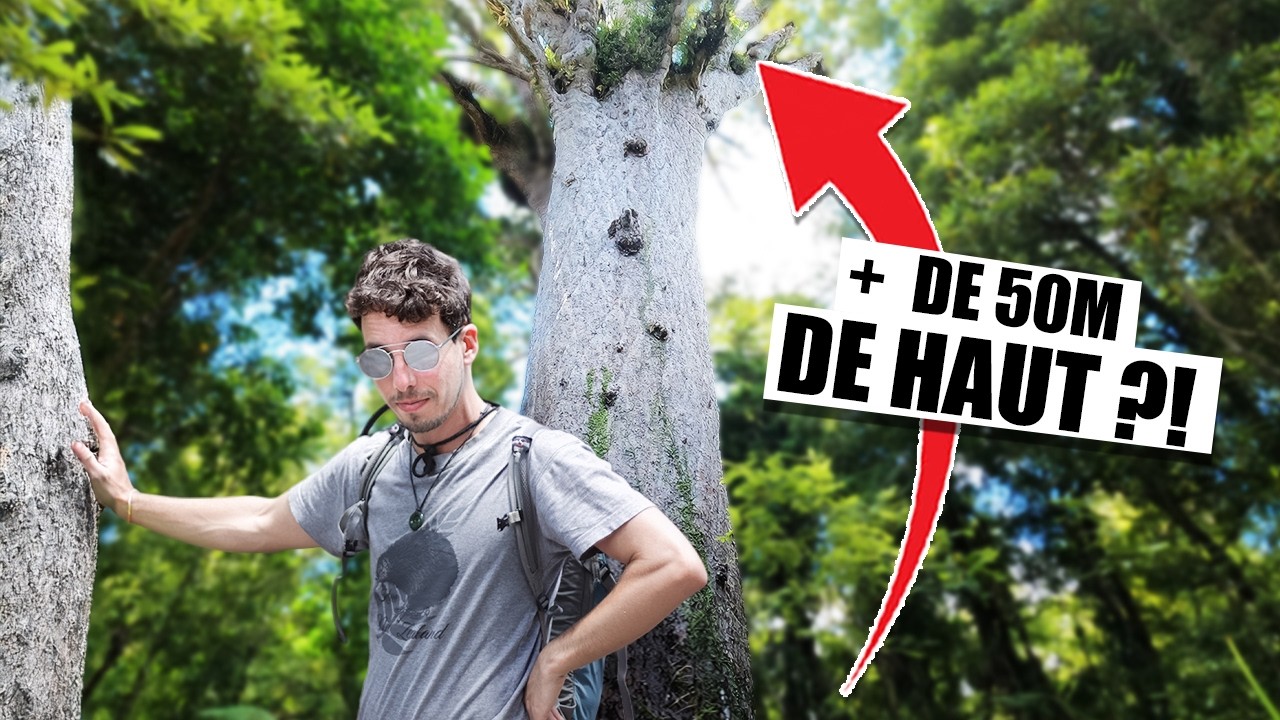 Les arbres millénaires : Kauri tree de la Waipoua Forest en Nouvelle-Zélande