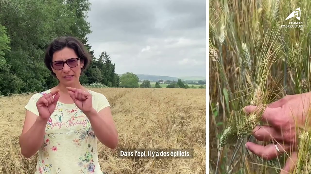 Bioagresseur : fusariose des blés